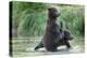 Brown Bear Cubs, Katmai National Park, Alaska-Paul Souders-Premier Image Canvas