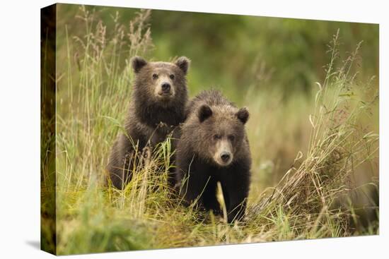 Brown Bear Cubs, Katmai National Park, Alaska-null-Premier Image Canvas