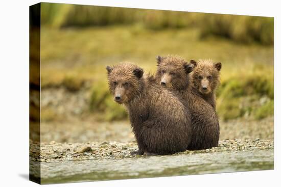 Brown Bear Cubs, Katmai National Park, Alaska-null-Premier Image Canvas