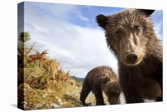 Brown Bear Cubs, Katmai National Park, Alaska-null-Premier Image Canvas