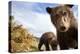 Brown Bear Cubs, Katmai National Park, Alaska-null-Premier Image Canvas