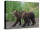 Brown Bear Cubs Walking on Path-DLILLC-Premier Image Canvas