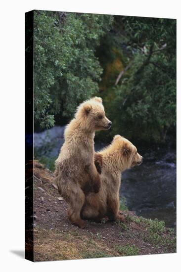 Brown Bear Cubs-DLILLC-Premier Image Canvas