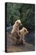 Brown Bear Cubs-DLILLC-Premier Image Canvas