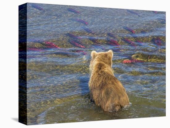 Brown bear fishing in shallow waters, Katmai National Park, Alaska, USA-Art Wolfe-Premier Image Canvas