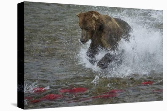 Brown bear fishing, Katmai National Park, Alaska, USA-Art Wolfe-Premier Image Canvas