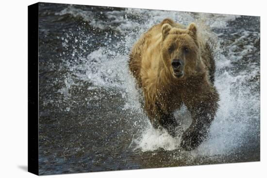 Brown bear fishing, Katmai National Park, Alaska, USA-Art Wolfe-Premier Image Canvas