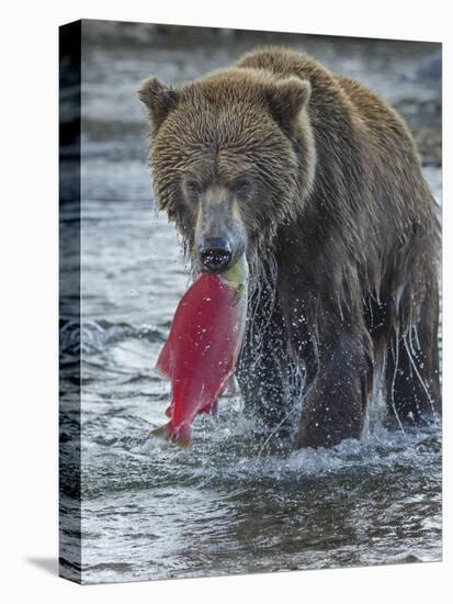Brown bear fishing, Katmai National Park, Alaska, USA-Art Wolfe-Premier Image Canvas