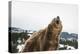 Brown Bear (Grizzly) (Ursus Arctos), Montana, United States of America, North America-Janette Hil-Premier Image Canvas