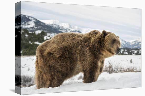 Brown Bear (Grizzly) (Ursus Arctos), Montana, United States of America, North America-Janette Hil-Premier Image Canvas
