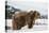 Brown Bear (Grizzly) (Ursus Arctos), Montana, United States of America, North America-Janette Hil-Premier Image Canvas