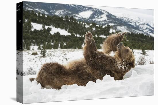 Brown Bear (Grizzly) (Ursus Arctos), Montana, United States of America, North America-Janette Hil-Premier Image Canvas
