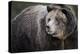 Brown Bear, Grizzly, Ursus Arctos, West Yellowstone, Montana-Maresa Pryor-Premier Image Canvas