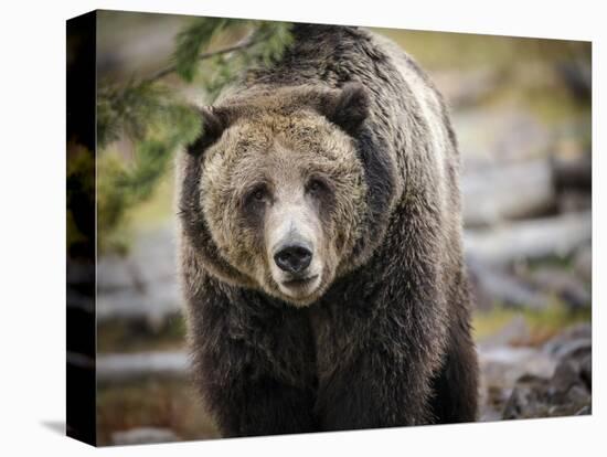 Brown Bear, Grizzly, Ursus Arctos, West Yellowstone, Montana-Maresa Pryor-Premier Image Canvas