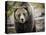 Brown Bear, Grizzly, Ursus Arctos, West Yellowstone, Montana-Maresa Pryor-Premier Image Canvas