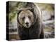 Brown Bear, Grizzly, Ursus Arctos, West Yellowstone, Montana-Maresa Pryor-Premier Image Canvas