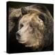 Brown Bear, Grizzly, Ursus Arctos, West Yellowstone, Montana-Maresa Pryor-Premier Image Canvas