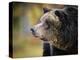 Brown Bear, Grizzly, Ursus Arctos, West Yellowstone, Montana-Maresa Pryor-Premier Image Canvas