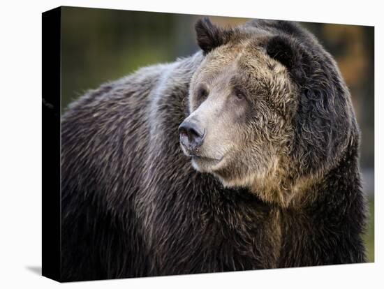 Brown Bear, Grizzly, Ursus arctos, Yellowstone, Montana.-Maresa Pryor-Premier Image Canvas