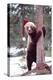 Brown Bear Hugging Tree, Wearing Christmas Hat-null-Premier Image Canvas