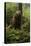 Brown Bear in a Green Forest-null-Stretched Canvas