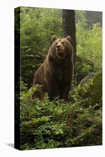 Brown Bear in a Green Forest-null-Stretched Canvas