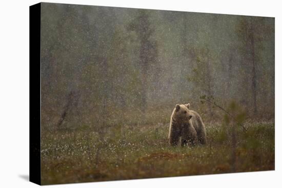 Brown bear in a snow shower, Finland-Danny Green-Premier Image Canvas