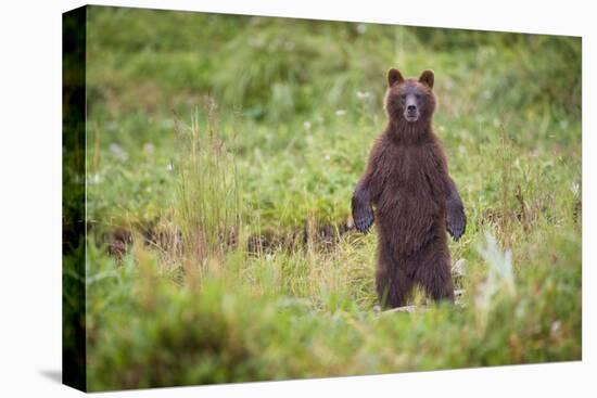 Brown Bear in Coastal Meadow in Alaska-Paul Souders-Premier Image Canvas