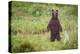 Brown Bear in Coastal Meadow in Alaska-Paul Souders-Premier Image Canvas