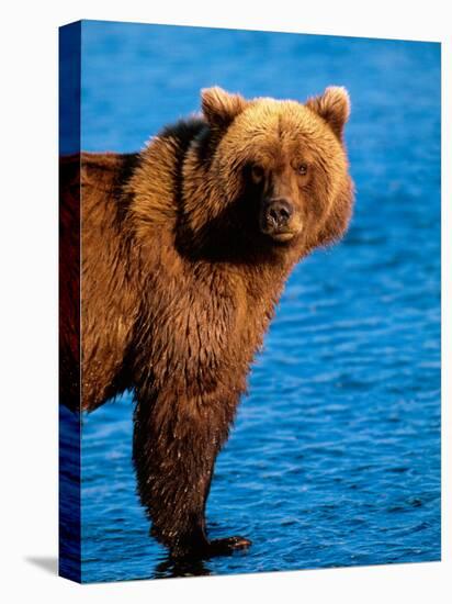 Brown Bear in Katmai National Park, Alaska, USA-Dee Ann Pederson-Premier Image Canvas