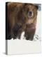 Brown Bear in Snow, North America-Murray Louise-Premier Image Canvas