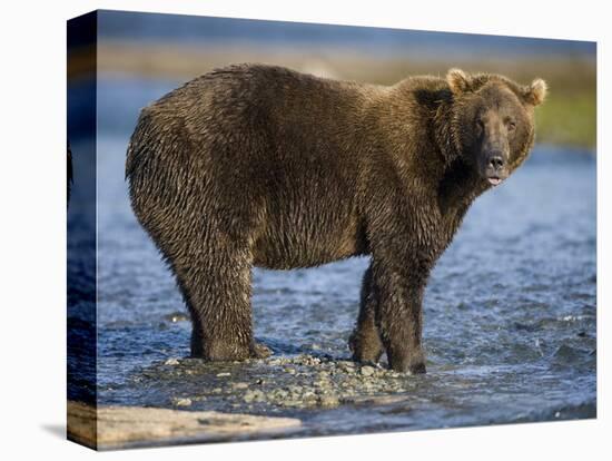 Brown Bear in Stream at Kukak Bay in Katmai National Park-Paul Souders-Premier Image Canvas