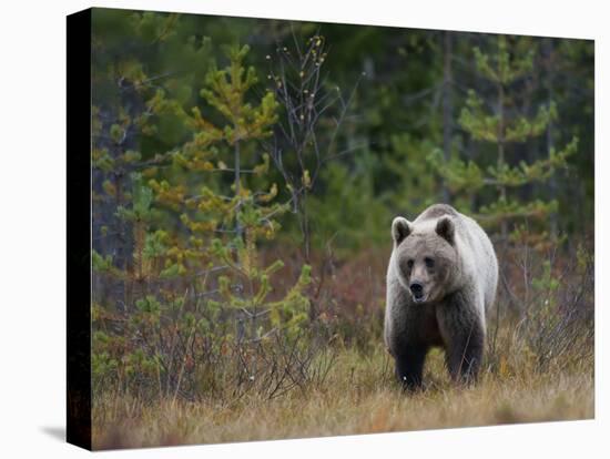 Brown Bear in the Finish Autumn Forest, Finland-Christian Zappel-Premier Image Canvas