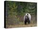 Brown Bear in the Finish Autumn Forest, Finland-Christian Zappel-Premier Image Canvas