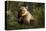 Brown Bear in the Forest-null-Stretched Canvas