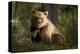 Brown Bear in the Forest-null-Stretched Canvas