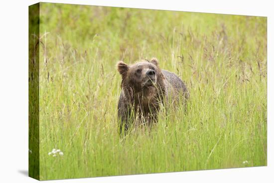 Brown bear, Katmai National Park, Alaska, USA-Art Wolfe-Premier Image Canvas