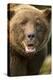 Brown Bear, Katmai National Park, Alaska-null-Premier Image Canvas