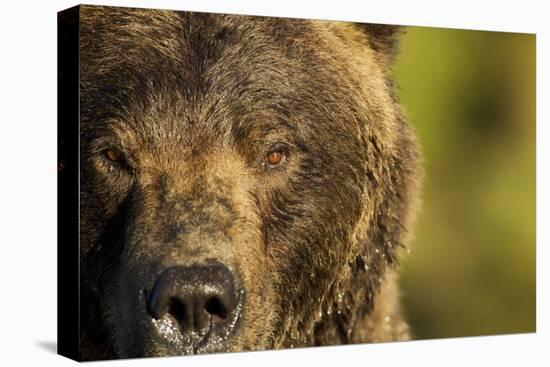Brown Bear, Katmai National Park, Alaska-null-Premier Image Canvas