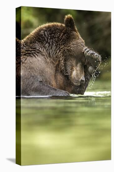 Brown Bear, Katmai National Park, Alaska-null-Premier Image Canvas