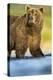 Brown Bear, Katmai National Park, Alaska-null-Premier Image Canvas