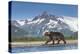 Brown Bear, Katmai National Park, Alaska-null-Premier Image Canvas