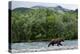 Brown Bear, Katmai National Park, Alaska-Paul Souders-Premier Image Canvas