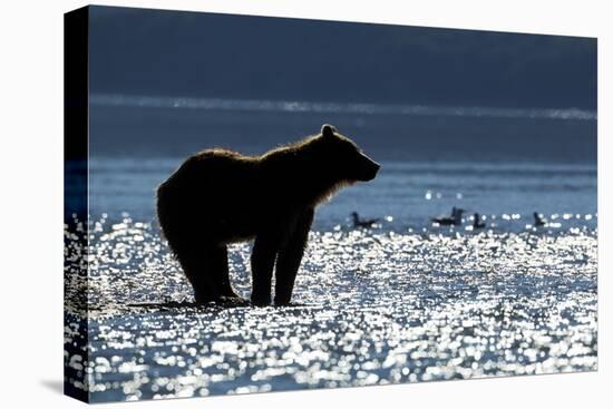 Brown Bear, Katmai National Park, Alaska-Paul Souders-Premier Image Canvas