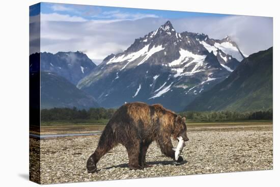 Brown Bear, Katmai National Park, Alaska-Paul Souders-Premier Image Canvas