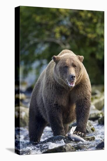 Brown Bear, Katmai National Park, Alaska-Paul Souders-Premier Image Canvas