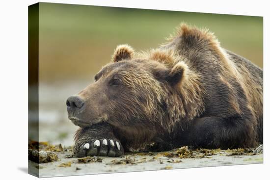 Brown Bear, Katmai National Park, Alaska-Paul Souders-Premier Image Canvas