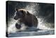 Brown Bear, Katmai National Park, Alaska-Paul Souders-Premier Image Canvas