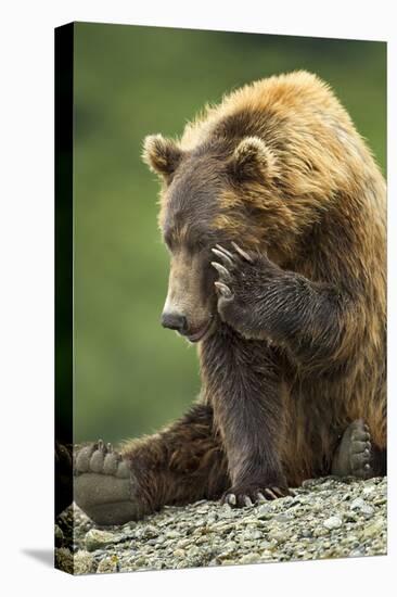 Brown Bear, Katmai National Park, Alaska-Paul Souders-Premier Image Canvas