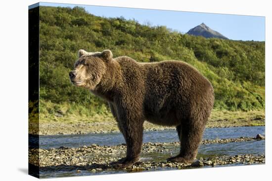 Brown Bear, Katmai National Park, Alaska-Paul Souders-Premier Image Canvas